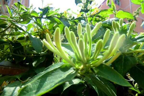 金銀花種植技術,春秋季節種植成活率最高