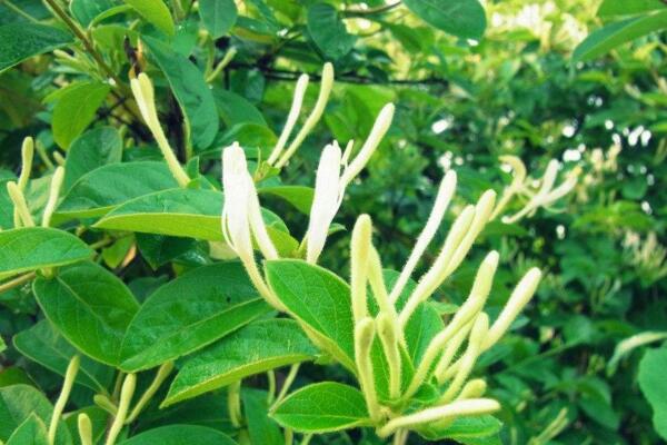 金銀花種植技術,春秋季節種植成活率最高