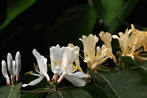 金銀花種植技術,春秋季節種植成活率最高