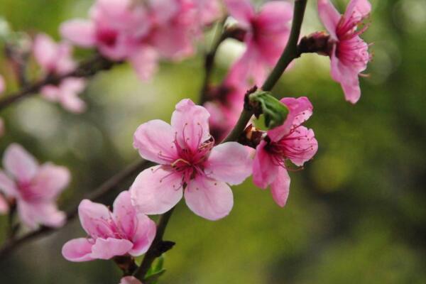桃花秋天怎么養,北方地區要做好保暖措施