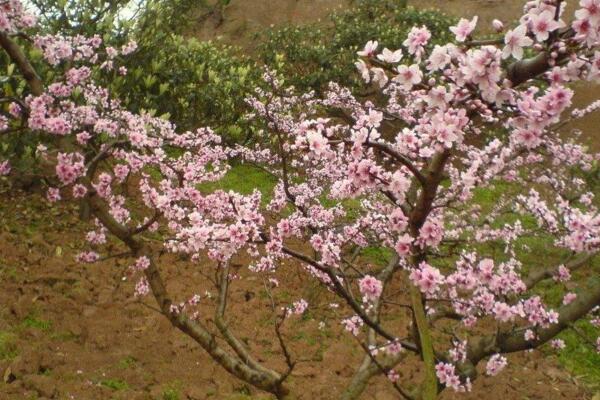 桃花秋天怎么養,北方地區要做好保暖措施