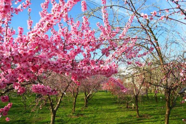 桃花秋天怎么養,北方地區要做好保暖措施