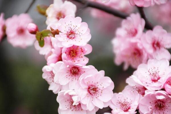 桃花秋天怎么養,北方地區要做好保暖措施