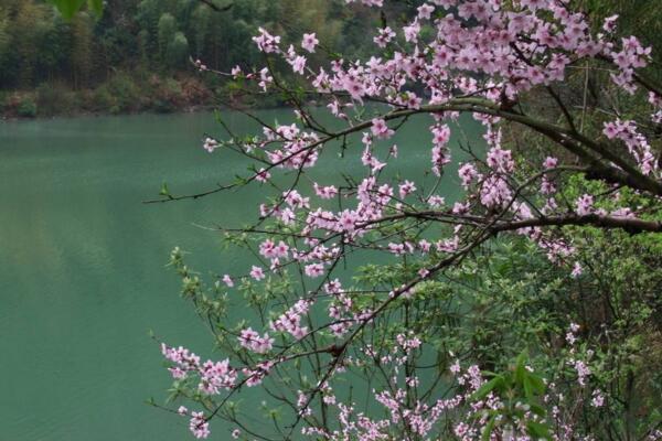桃花夏季如何修剪,對桃花進(jìn)行摘心以及疏枝處理