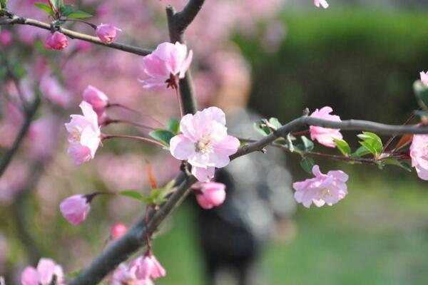 桃花夏季如何修剪,對桃花進(jìn)行摘心以及疏枝處理
