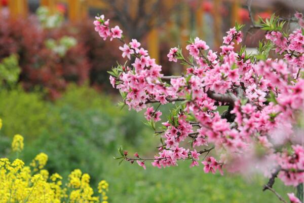 桃花夏季如何修剪,對桃花進(jìn)行摘心以及疏枝處理