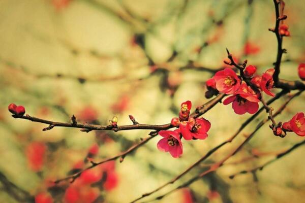 梅花為什么不開花,光照、養分不足導致