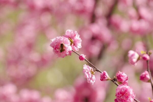 桃花用什么土栽培,使用輕壤土進(jìn)行養(yǎng)護(hù)