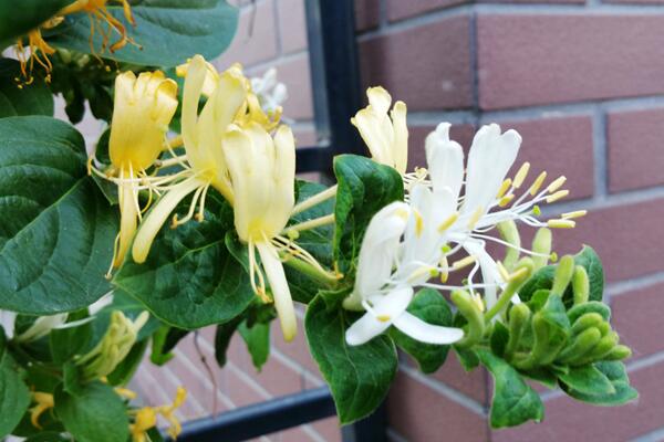 金銀花爛根怎么處理,及時(shí)修剪并更換土壤
