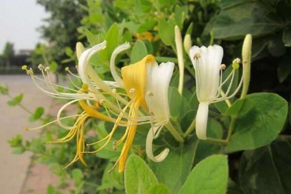 金銀花換盆要注意什么,做好消毒處理以及后期養(yǎng)護
