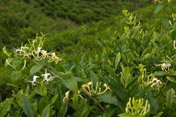 金銀花換盆要注意什么,做好消毒處理以及后期養(yǎng)護