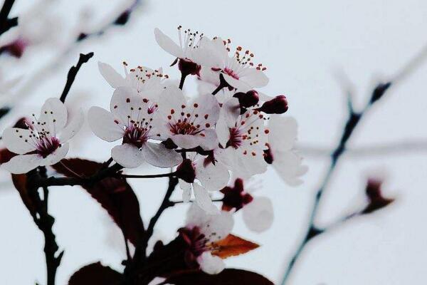 盆栽梅花怎么澆水,梅花澆水4大要點