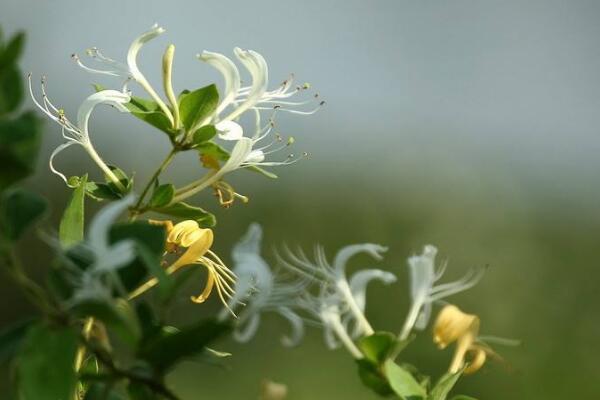 盆栽金銀花怎樣過冬,入室保暖并加強光照