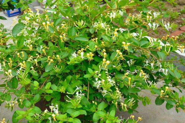 金銀花盆景好養(yǎng)嗎,金銀花養(yǎng)殖5大要點