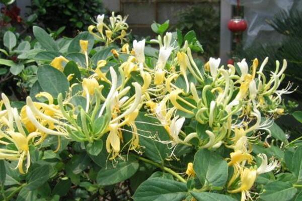 金銀花盆景好養(yǎng)嗎,金銀花養(yǎng)殖5大要點