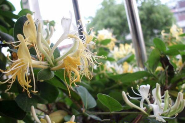 金銀花什么時候開花,在每年的夏秋季節綻放
