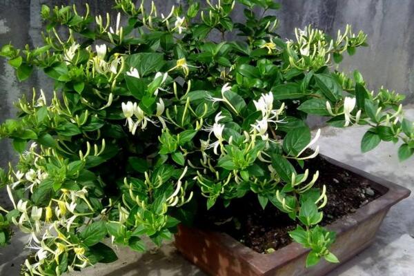 盆栽金銀花冬季養(yǎng)護要點,北方地區(qū)需搬入室內(nèi)保暖