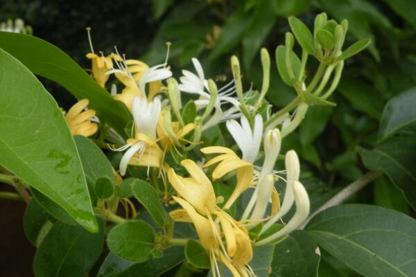 金銀花苗種植技術(shù),4步即可完成金銀花的種植