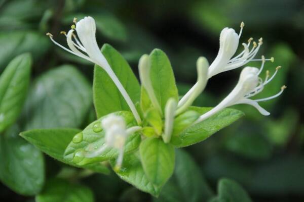 金銀花苗種植技術(shù),4步即可完成金銀花的種植