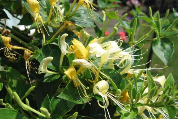 金銀花苗種植技術(shù),4步即可完成金銀花的種植