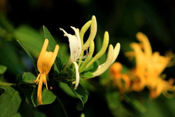 金銀花苗種植技術(shù),4步即可完成金銀花的種植