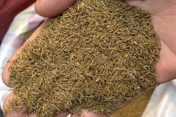 蒲公英什么時候種植,春秋季節(jié)種植成活率最高
