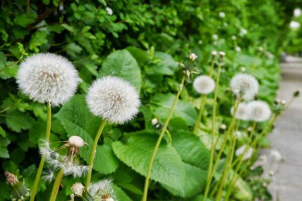 蒲公英什么時候種植,春秋季節(jié)種植成活率最高