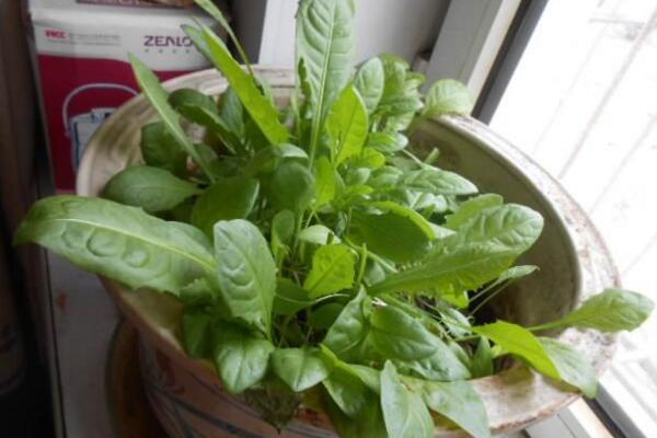 蒲公英什么時候種植,春秋季節(jié)種植成活率最高