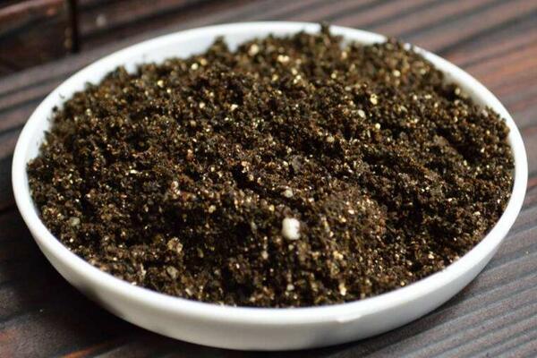 蒲公英什么時候種植,春秋季節(jié)種植成活率最高