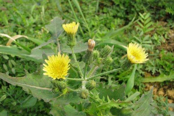 蒲公英和苦菜的區別,可以通過花、葉進行區分