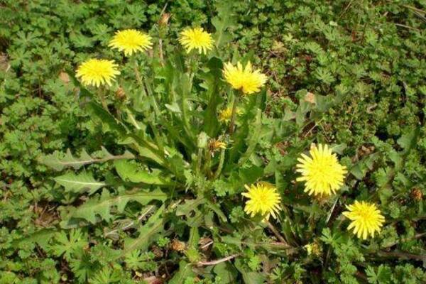 蒲公英和苦菜的區別,可以通過花、葉進行區分