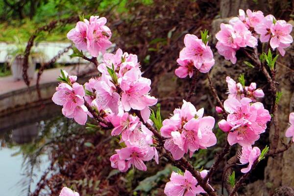 桃花的繁殖方式有哪些,扦插、播種、嫁接三種方法繁殖