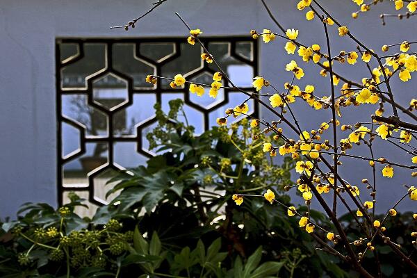 臘梅花怎么養,臘梅花養殖5大要點