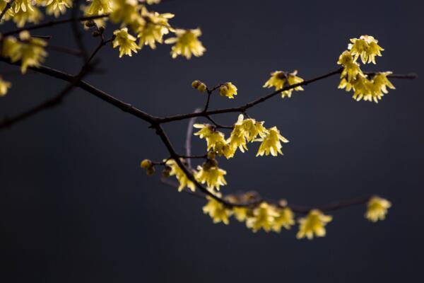 臘梅花怎么養,臘梅花養殖5大要點