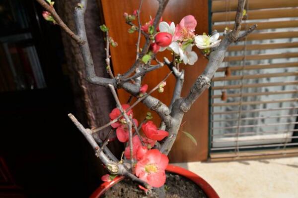 家里養梅花好嗎,適合放在家中養護