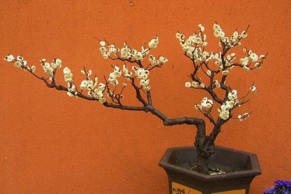 家里養梅花好嗎,適合放在家中養護