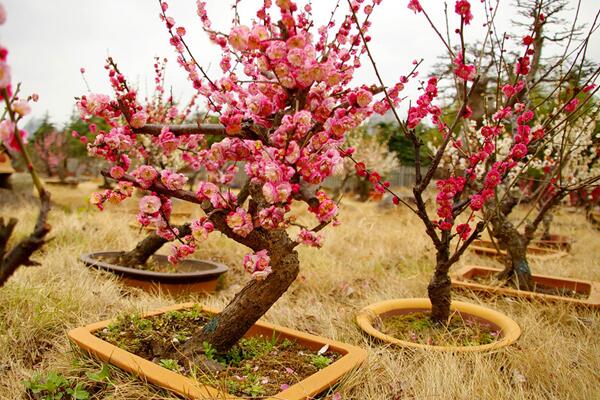 家里養梅花好嗎,適合放在家中養護