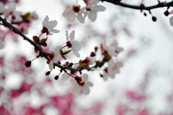 家里養梅花好嗎,適合放在家中養護