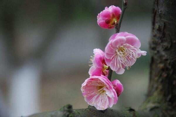 家里養梅花好嗎,適合放在家中養護