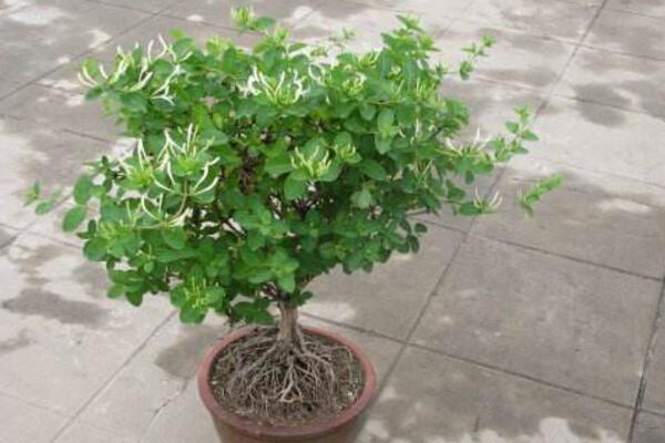 金銀花怎么養,5步教你養好金銀花
