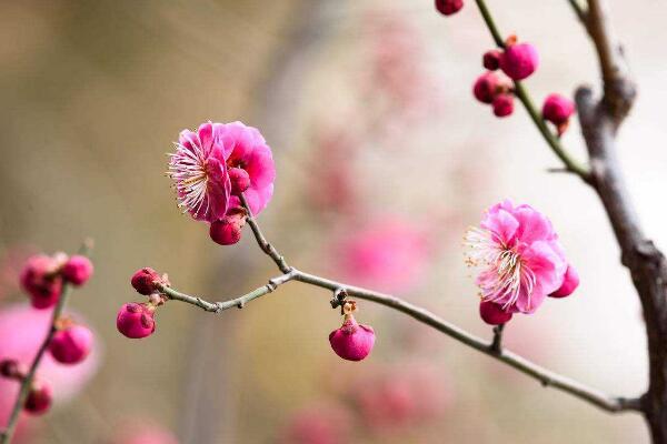 梅花為什么開的花小,可能是因為光照、養分不足導致