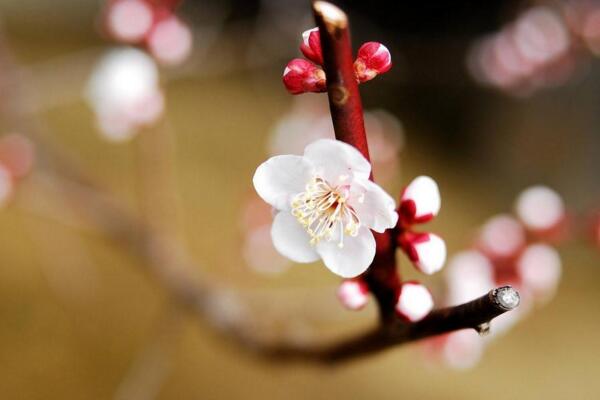 梅花為什么開的花小,可能是因為光照、養分不足導致