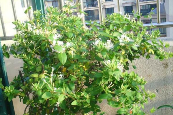 金銀花的修剪方法,4步即可完成金銀花的修剪