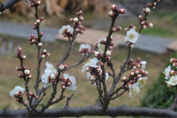 梅花盆景冬天養(yǎng)護(hù)方法,梅花冬季養(yǎng)護(hù)5大要點(diǎn)
