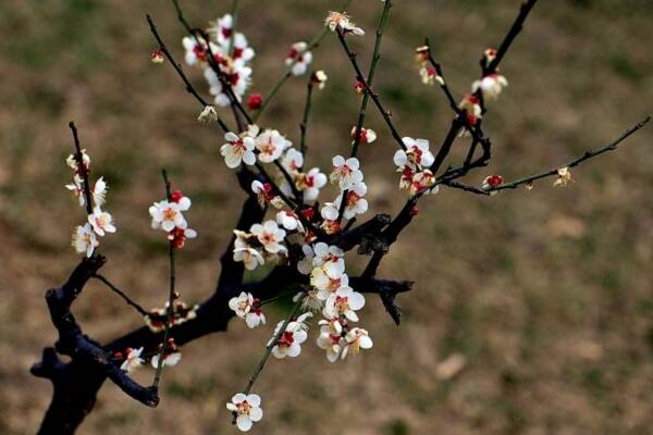 梅花盆景冬天養(yǎng)護(hù)方法,梅花冬季養(yǎng)護(hù)5大要點(diǎn)