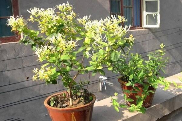 四季金銀花種植技術,早春時期種植成活率最高