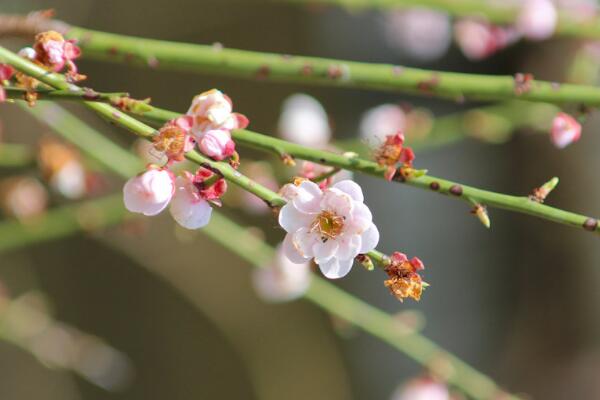 梅花的冬天養殖禁忌,以下5點必須要注意