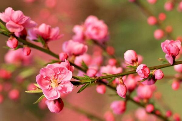 梅花與桃花的區別,通過花期、顏色、高度進行區分