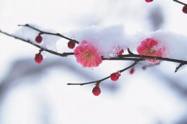 梅花與桃花的區別,通過花期、顏色、高度進行區分