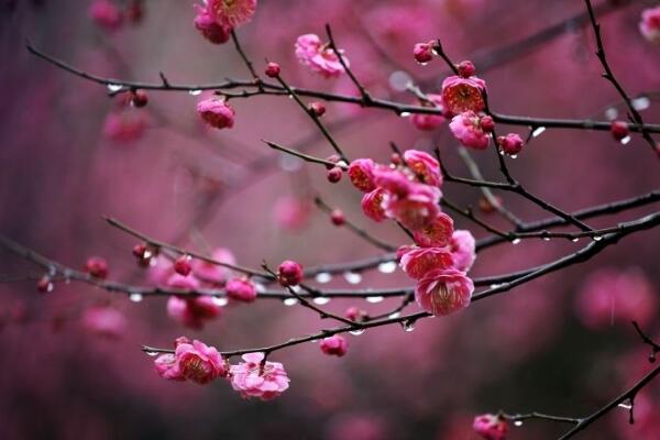 幾月可以修剪梅花,大修需要在每年的春季進行